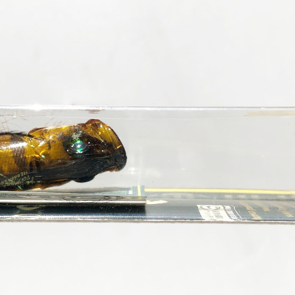 POP X KOHAKU TIGER (SP-C)